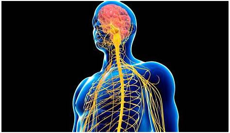 About the Nervous System | AxoGen, Inc. (AXGN)
