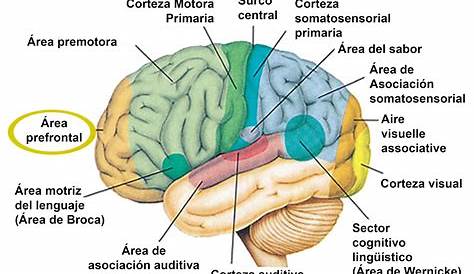 Cerebro cada parte y su funcion