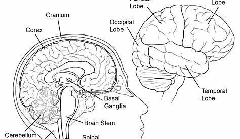 El cerebro y sus partes para colorear - Imagui
