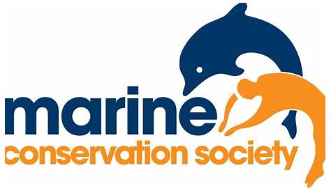 18 outstanding ocean charities to donate to in 2021 | Ocean, Marine