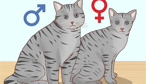 Chat Male Vs Femelle Female Cats What's The Difference? ExcitedCats