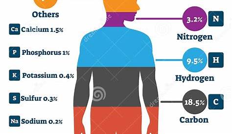 Elemente Des Menschlichen Körpers, Vektorillustration Infographic