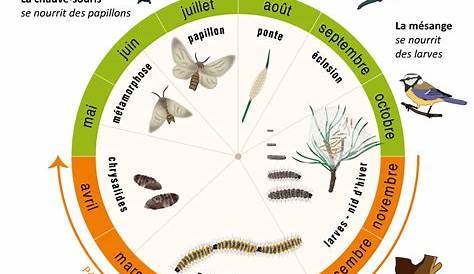 cycle de vie chenille processionnaire du pin -dans le 13 bouches du
