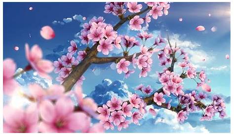 wallpaper anime girl beautiful landscape sky blue cherry blossom sakura