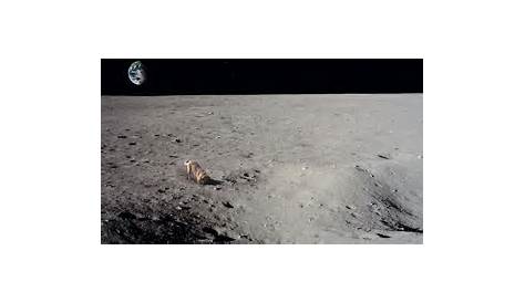 La chienne Laïka : le premier être vivant en orbite