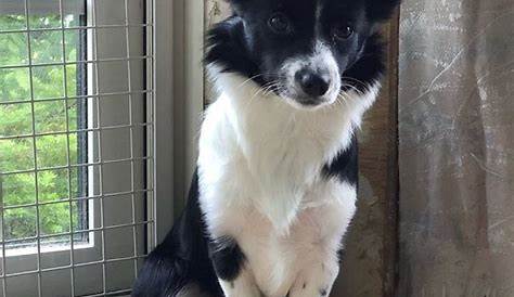 Chihuahua Border Collie Mix For Sale