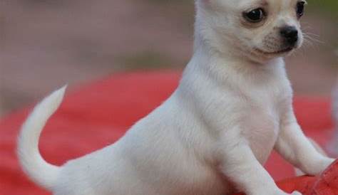 Chihuahua Mini Toy Blanco EL CHIHUAHUA BLANCO Vanity
