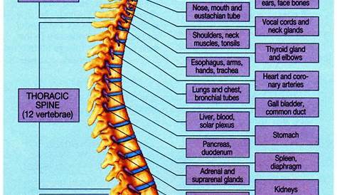 Spinal Decay Chiropractic poster Clinical Charts and Supplies
