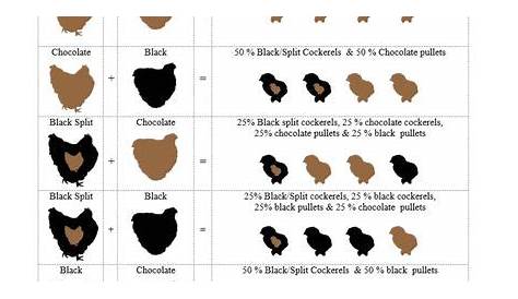 Chocolate Orpington Breeding Chart