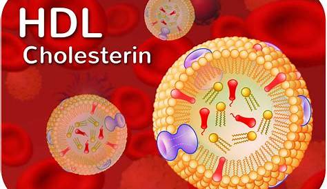 Cholesterin im Blut » Funktion, Normwerte, Folgen