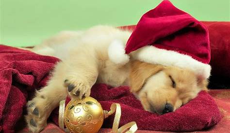 Christmas Background Wallpaper Dog