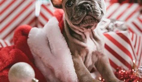 Christmas Captions For Instagram Dog