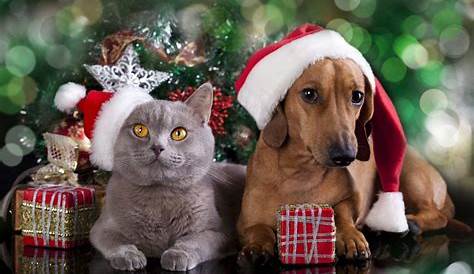 Christmas Cat And Dog Wallpaper