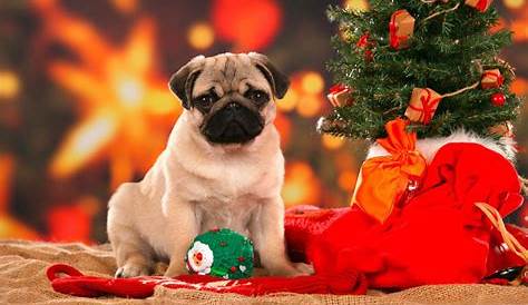Christmas Dog Wallpaper Pug