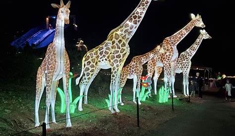 Christmas Lights At The Zoo