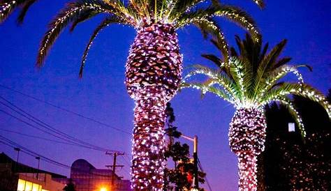 Christmas Lights On Palm Trees