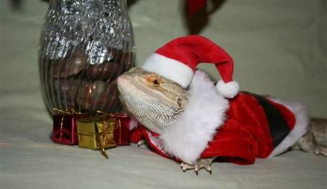 Christmas Outfit For Bearded Dragon