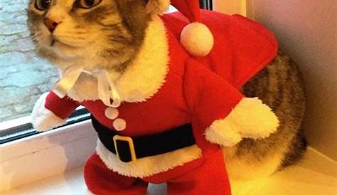 Christmas Pudding Cat Outfit