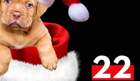 Christmas Quotes For Dog