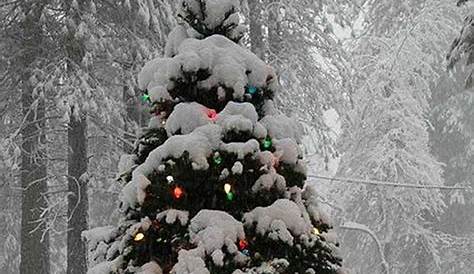 Christmas Tree Natural