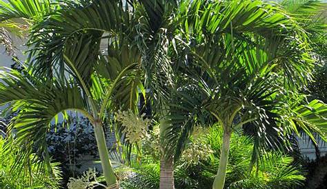 Christmas Tree Palm