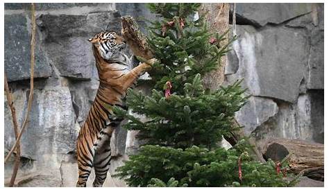 Christmas Tree Zoo