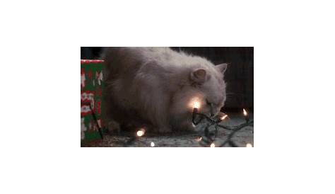 Cats vs Christmas Trees: A Holiday GIF Collection