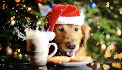 Holiday Puppies Wallpapers Wallpaper Cave