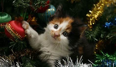 Christmas Wallpaper Cute Cat