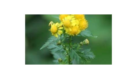 The Chrysanthemum nankingense genome provides insights into the