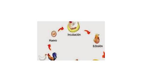 Ciclo Productivo De Gallina Ponedora