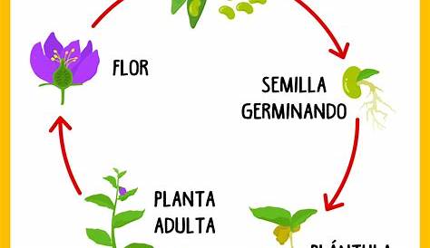-Ilustração do ciclo de vida de uma planta daninha anual. As