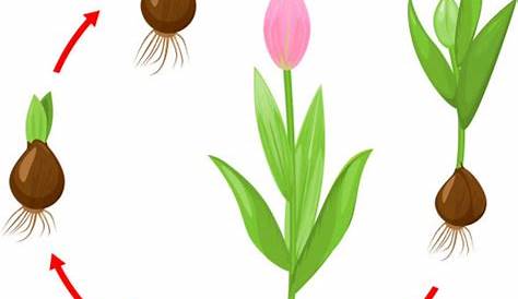 Fase Do Crescimento Da Tulipa Ilustração do Vetor - Ilustração de