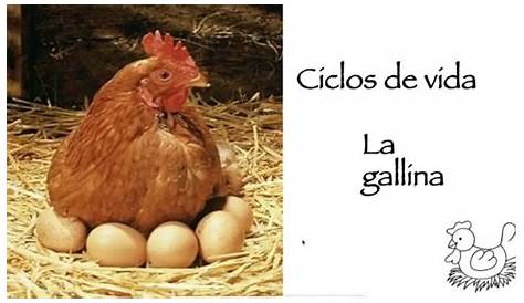 Ciclo de vida de las gallinas ponedoras