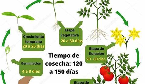 DATOS del ciclo de vida del tomate INFOGRÁFICOS & MÁS by Mercedes Merrell