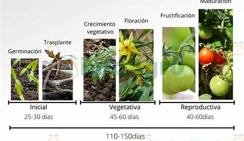 DATOS del ciclo de vida del tomate INFOGRÁFICOS & MÁS by Mercedes
