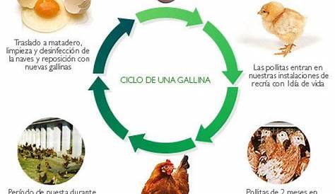 Ciclo de la vida de las Gallinas