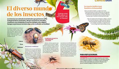 Insectos — WikiSabio