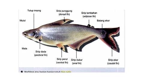 √ Inilah 10+ Jenis Ikan yang Hidup di Air Payau [Terlengkap!]