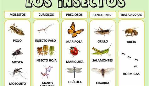 Pinterest | Actividades de insectos, Nombres de insectos, Clasificacion
