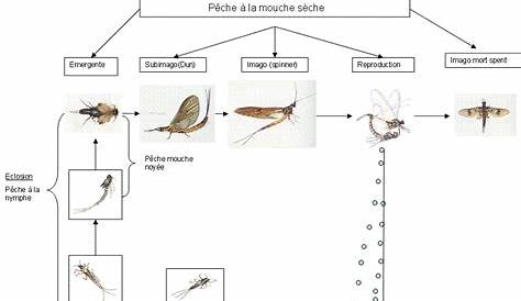 La chasse aux mouches est ouverte | Journal Paysan Breton - Partie 2