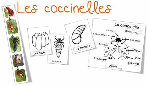 Sciences/Elevage : les coccinelles - Bout de gomme | Coccinelle, Bout