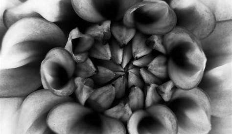 5 Secrets for Stunning Black and White Macro Photography