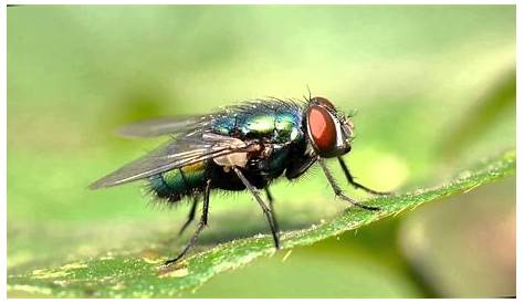 Descubre qué colores atraen más a las moscas | Fusión 90.1 FM - Siempre