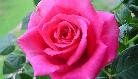 Galería de imágenes: Fotos de rosas