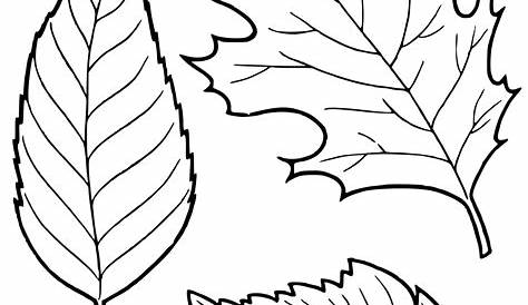 Coloring page - Leaf linden
