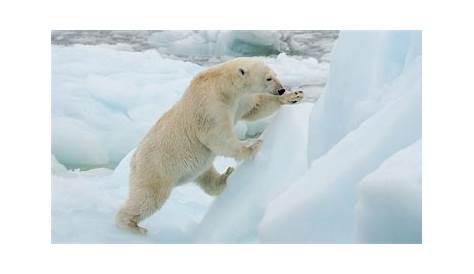 Comment les ours polaires luttent contre la famine - YouTube