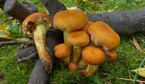 Conoscere e riconoscere i funghi