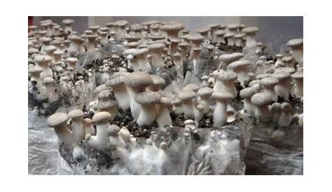 Funghi pericolosi e funghi commestibili: quali sono e come consumarli