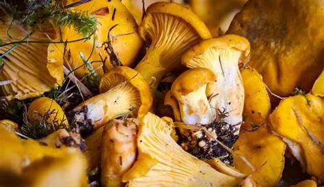 Come riconoscere i funghi velenosi - Idee Green